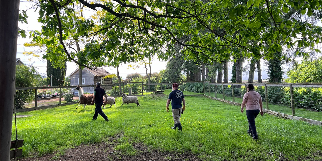 Backs of three adults, one llama, and 2 sheep running away from them in a green fenced field