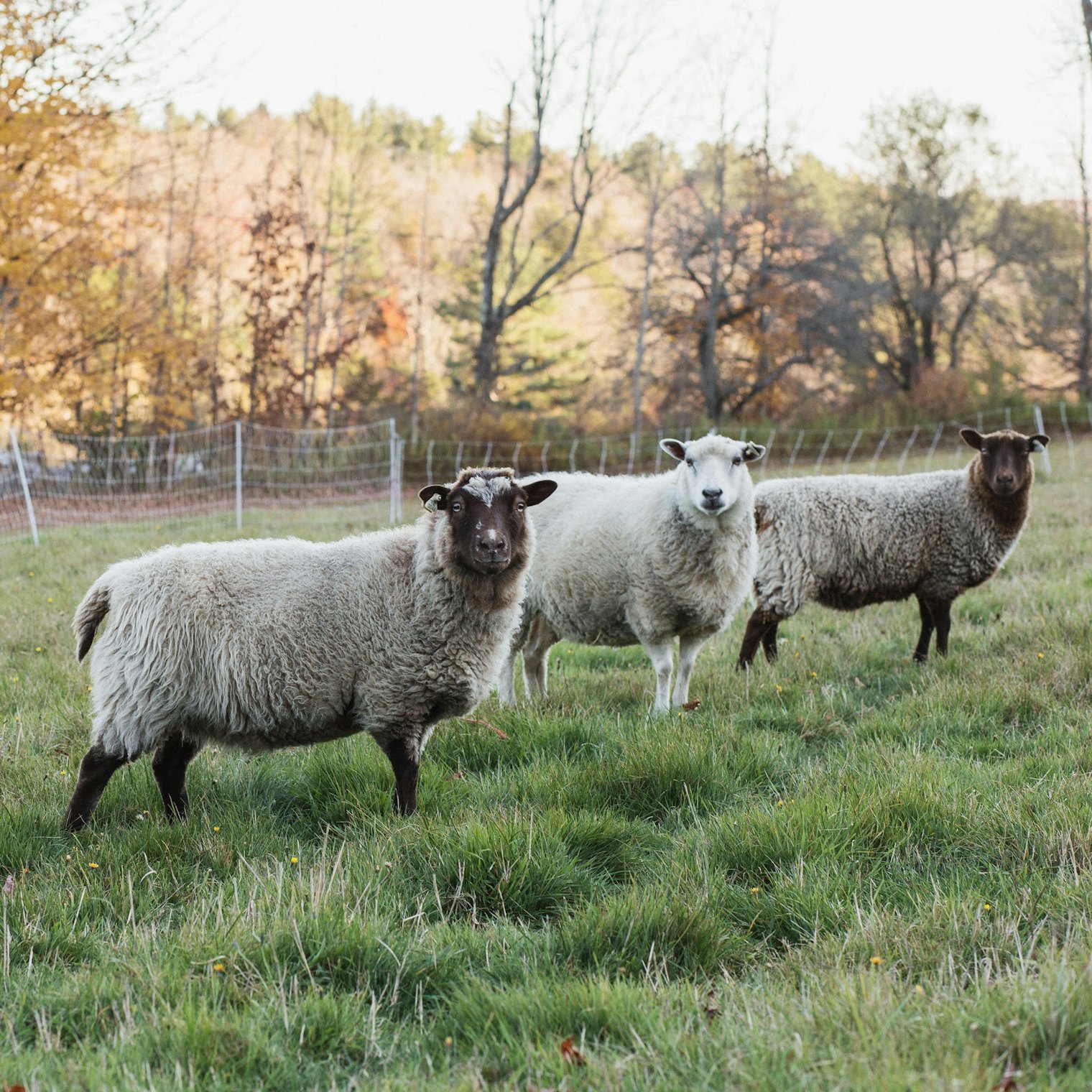 3 sheep in a field