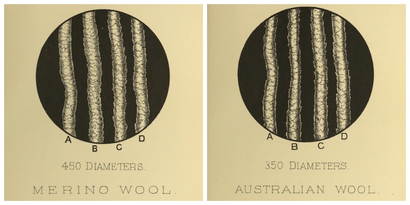 Black and white drawing of wool cuticles