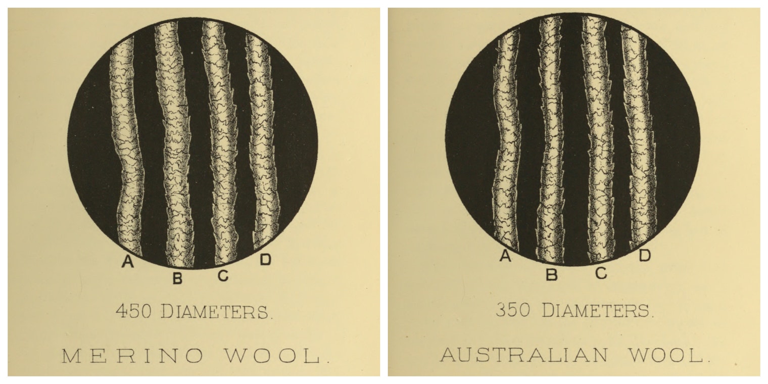 Black and white drawing of wool cuticles