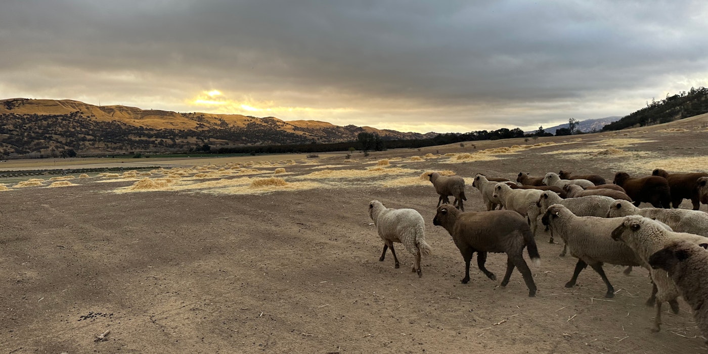 Brown and white sheep walking across bare, dry soil toward a low brown hill