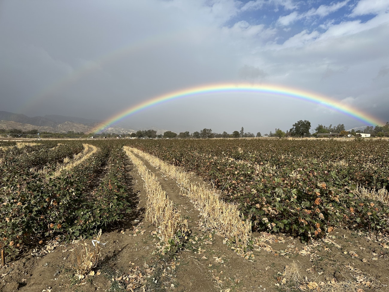 Double rainbow over rows of cotton plants and stubble