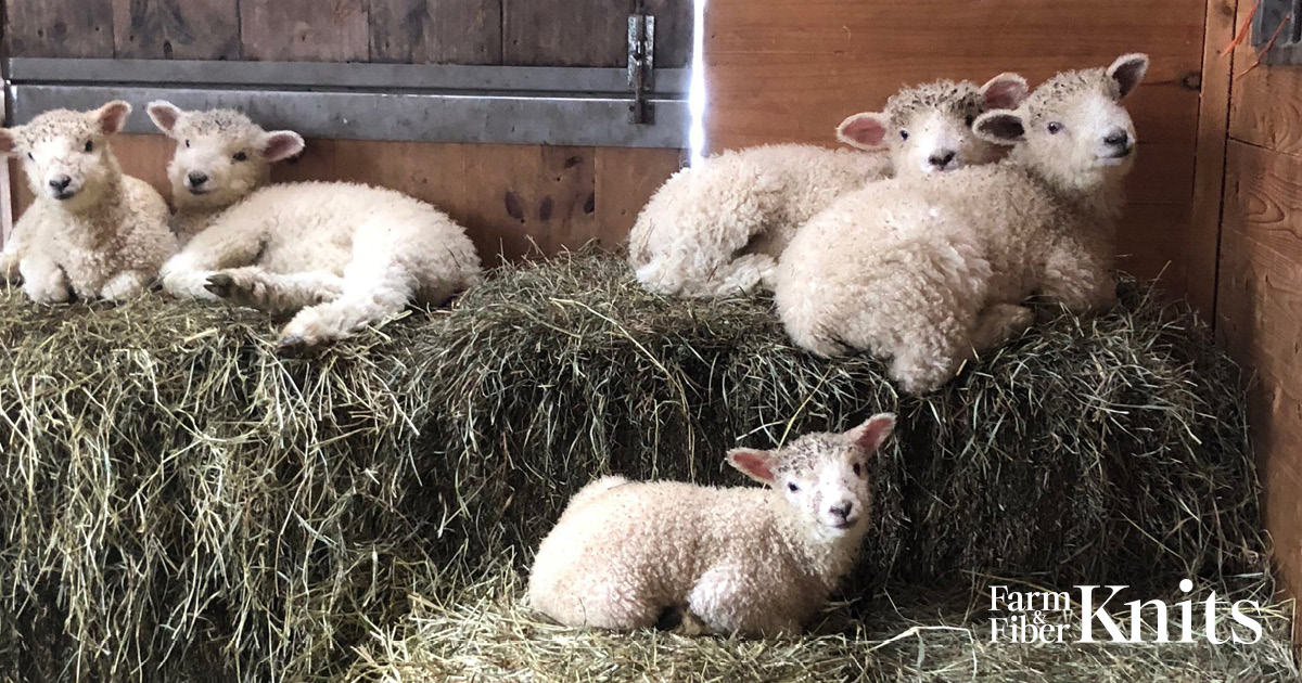 Episode 1: Farming Fiber  Image