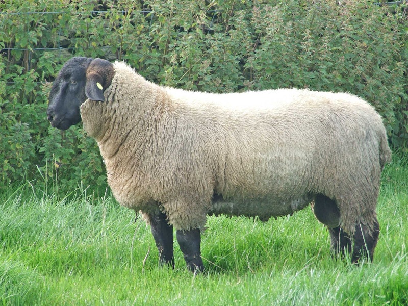 Suffolk ram