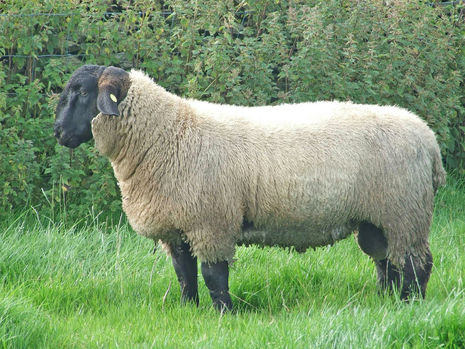 Suffolk ram