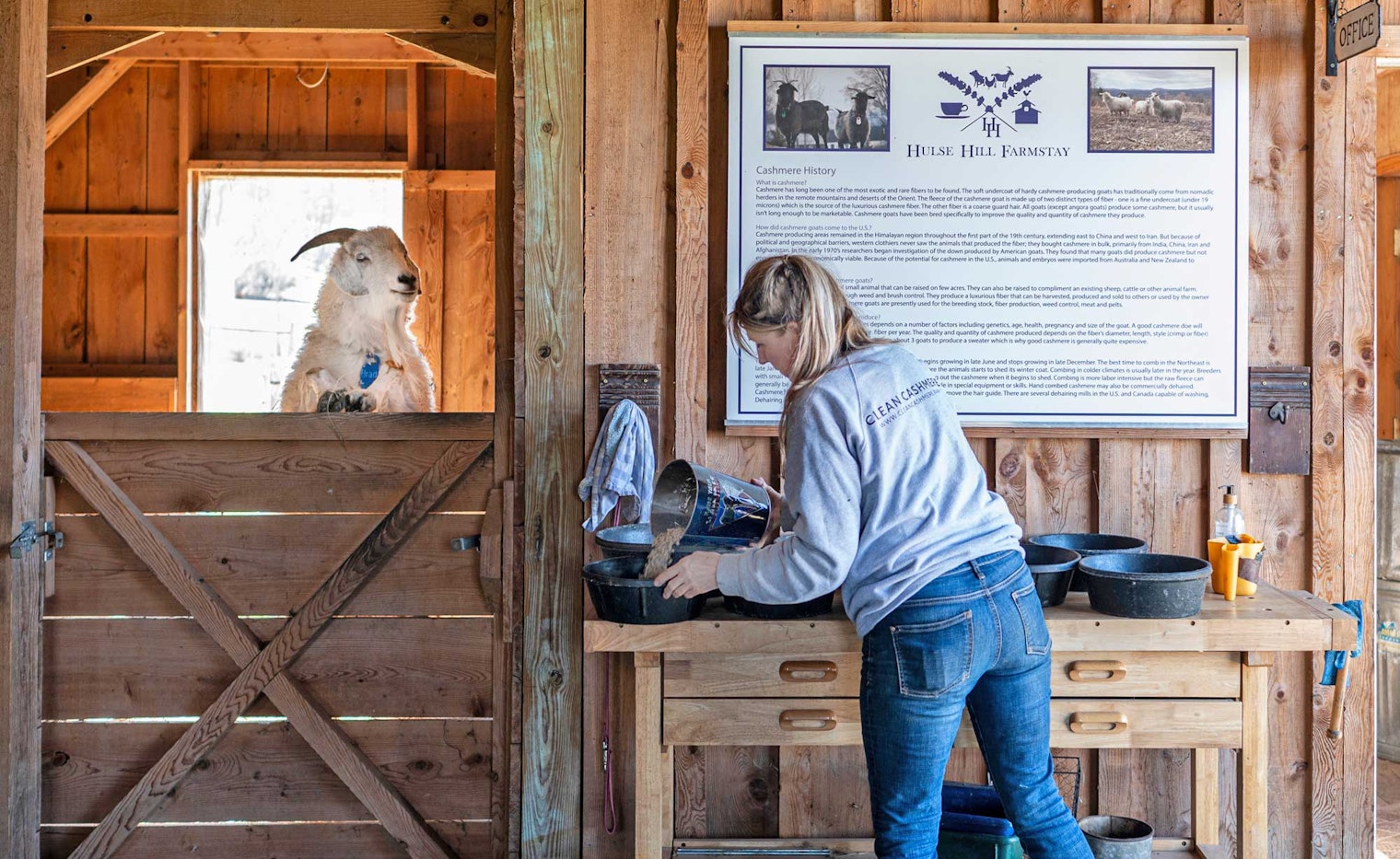 feeding goats on a farm