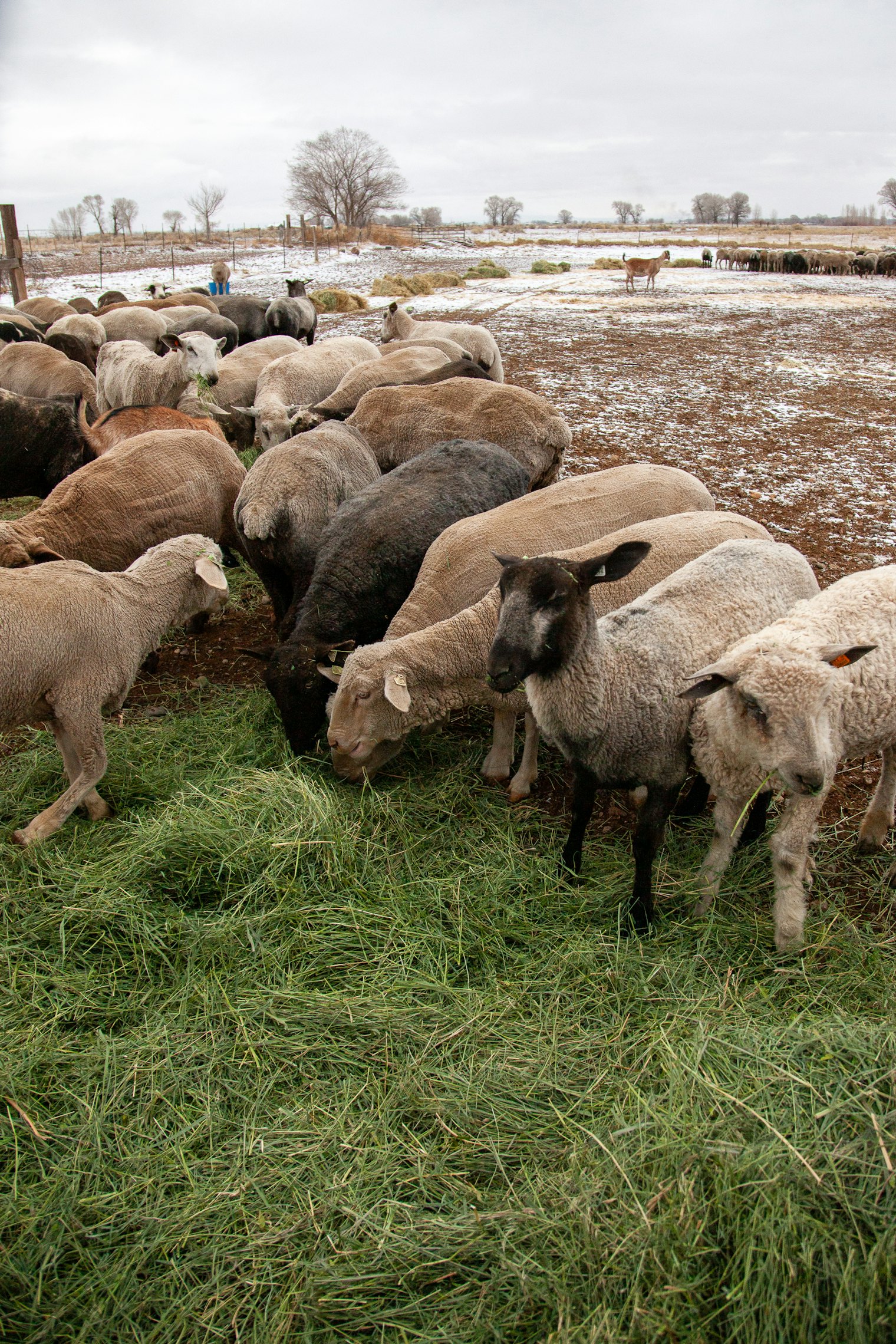 Diversity is part of the Cactus Hill sheep operation, with many breeds of sheep yielding different fleece colors.