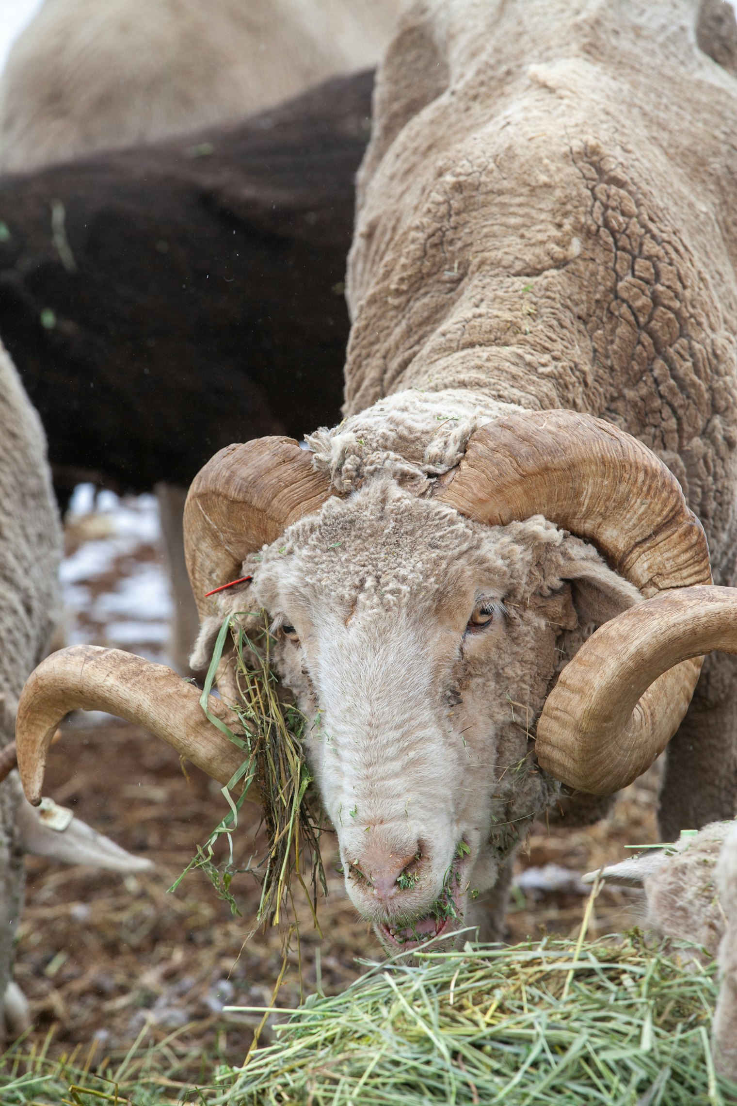 Hispano settlers brought Merino and Churro sheep to the area, moving them up from northern New Mexico.