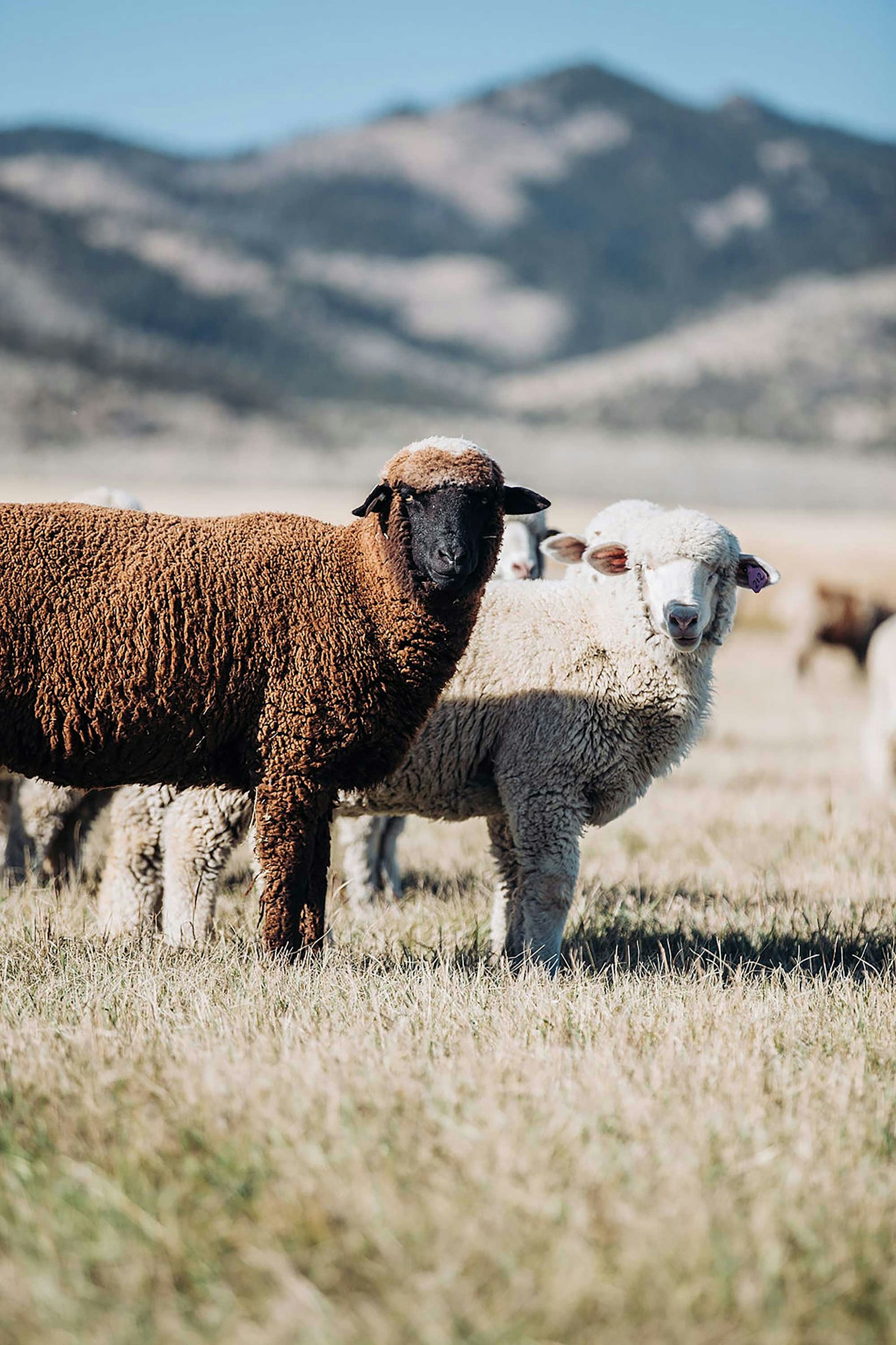 Some of Kami’s happy herd grazing on the family ranch at the edge of the Tobacco Root Mountains. Photo by Sara Gilman, courtesy of Ranching Tradition Fiber
