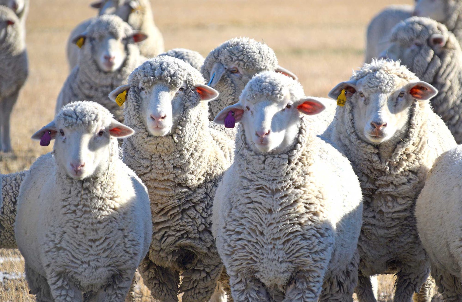 Kami’s Targhee sheep. Photo by Kami Noyes, courtesy of Ranching Tradition Fiber