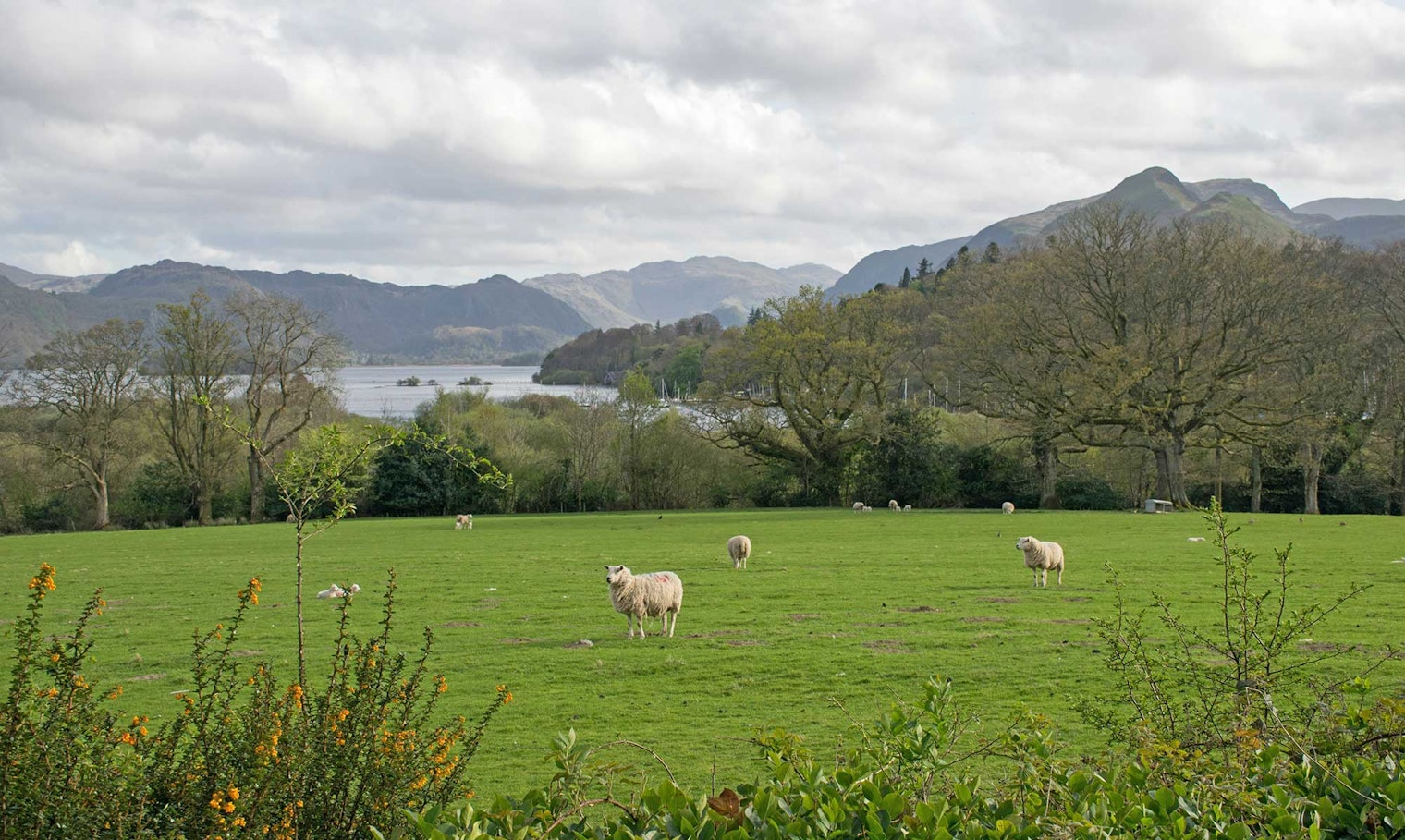 sheep grazing in a field with mountains