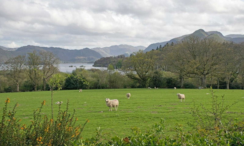 sheep grazing in a field with mountains
