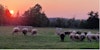 Slow-Spun Living on Prince Edward Island Image