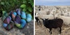 A Breed Apart: Ancient Arts and Heritage Wool Image