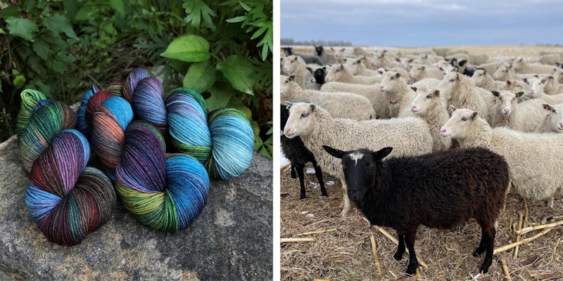Left: Skeins of colorful yarn resting on a rock Right: Field of white and black sheep