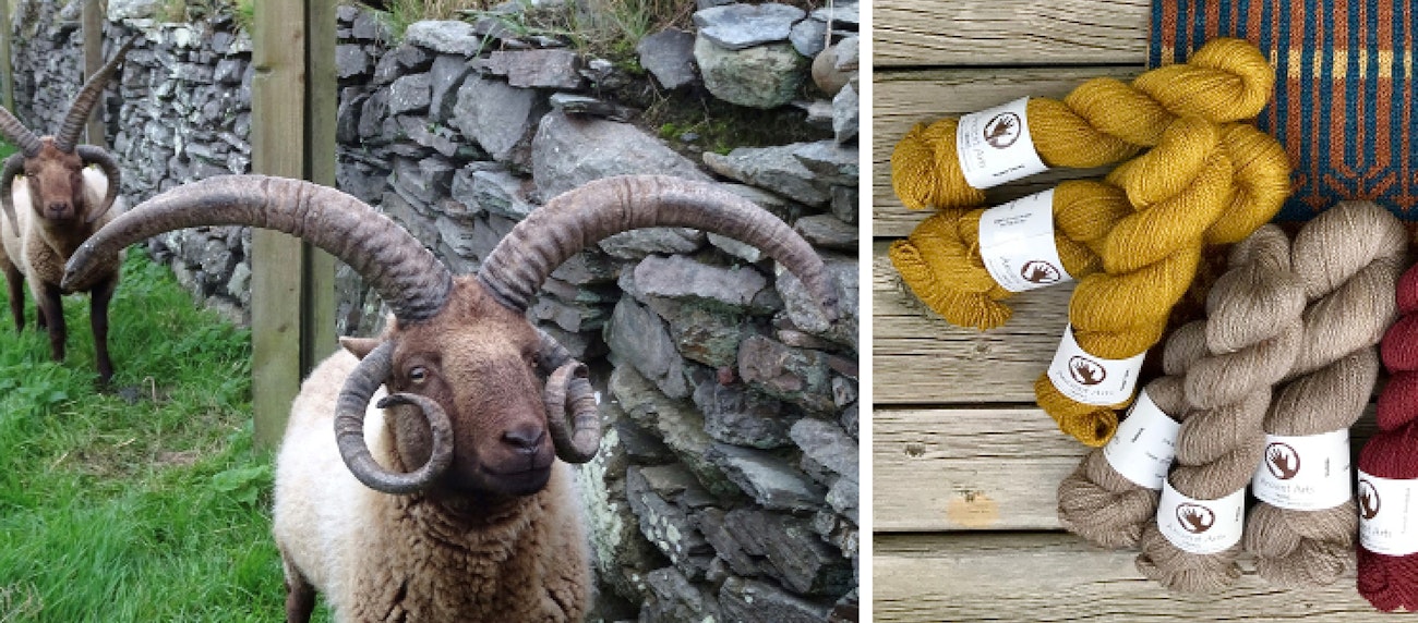 Left: Sheep with 4 horns and brown wool standing near a stone wall; right: teal, gold, tan, and dark red yarn placed on a knitted cowl