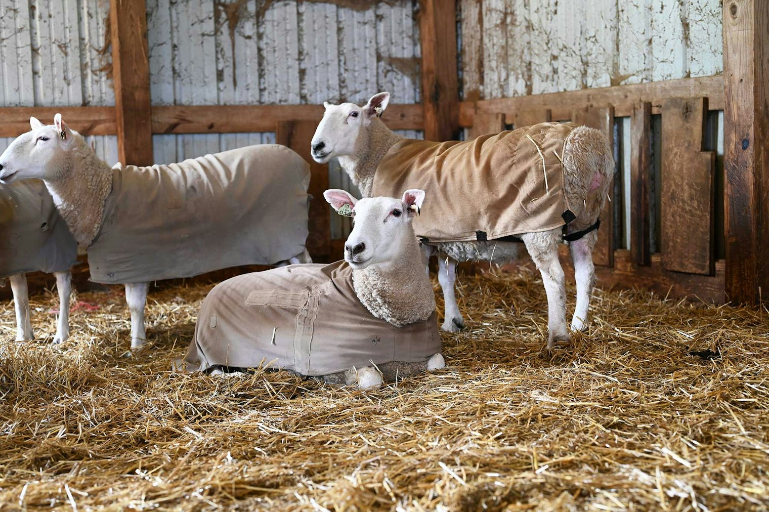 Border Leicester sheep at the Reicherts’ farm.