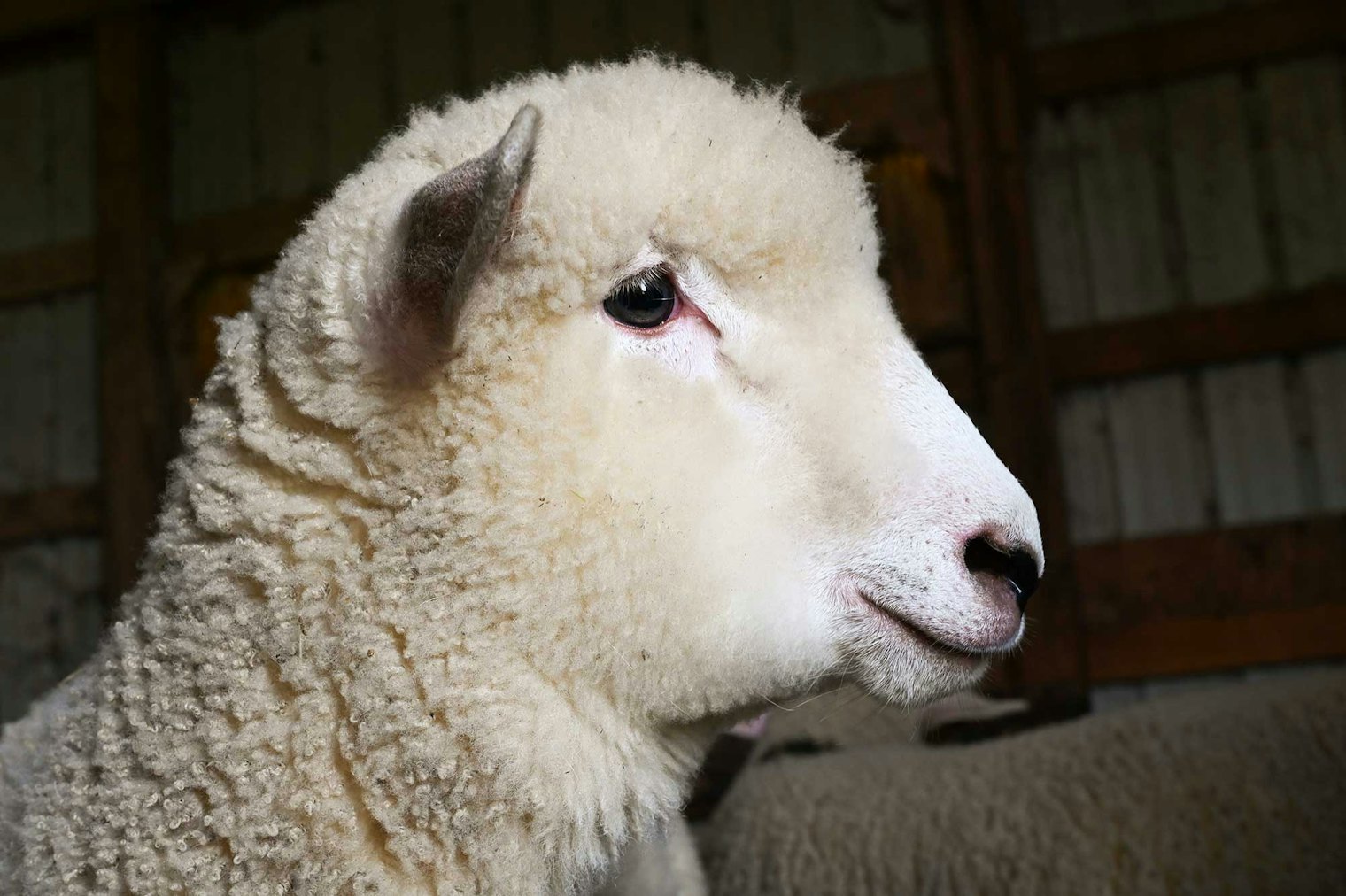 Corriedale lamb on the Reicherts’ farm in Wooster, Ohio.