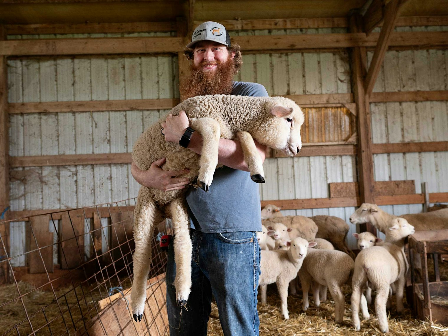 Austin Howman, the Reicherts’ grandson, easily hefts his 75-pound Corriedale lamb at Don and Linda Reichert’s farm.