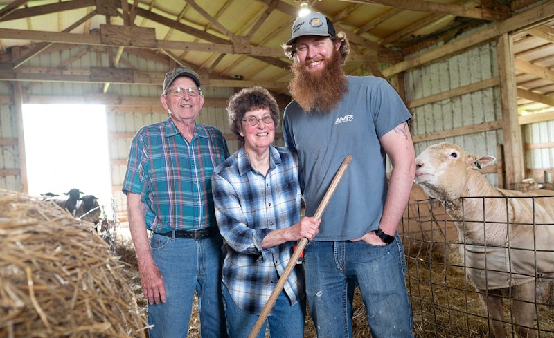Shepherds in the barn with sheep and hay