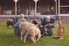A Wooly Visit to the Home of Australia’s First Sheep Breed: Tarndwarncoort Homestead Image