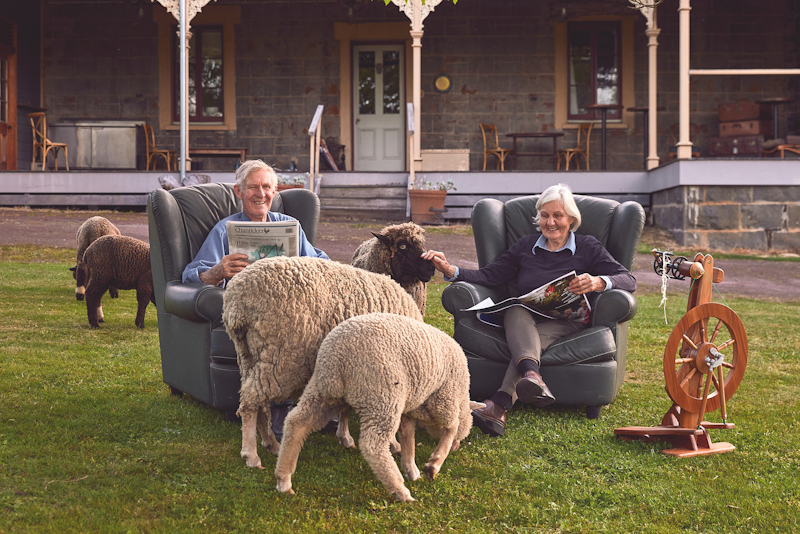 people sitting in recliners with sheep grazing nearby