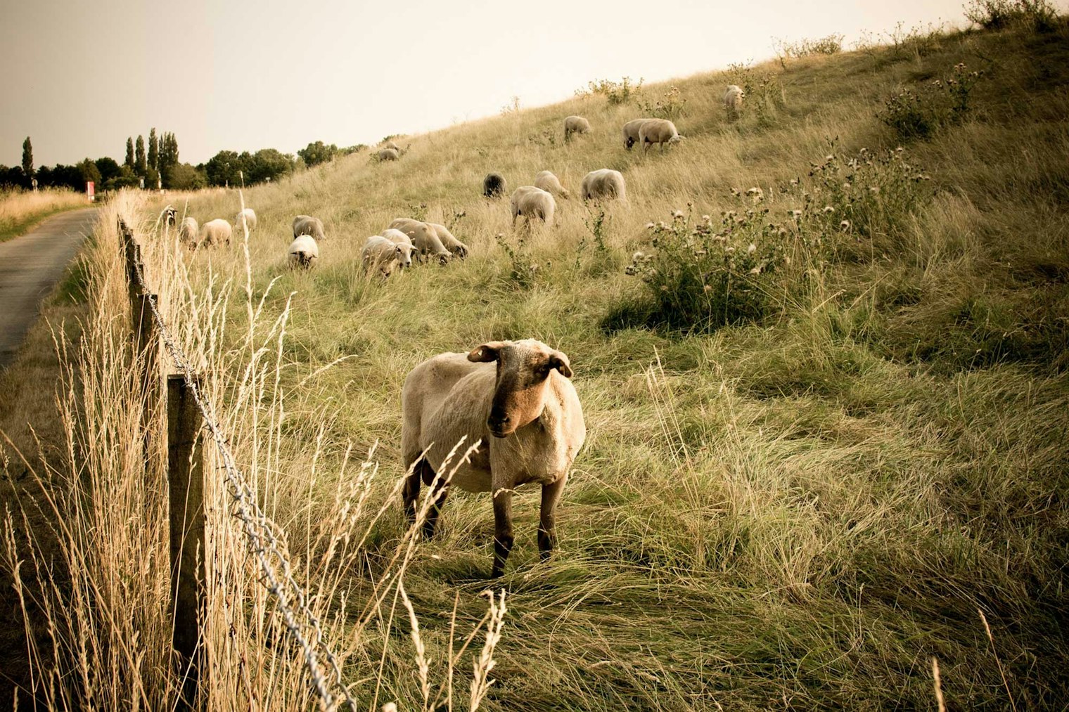 sheep grazing in grass