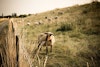 A Vegetable Matter: Separating the Wool from the Chaff Image