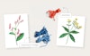 A Knitter’s Guide to Dye Plants Image