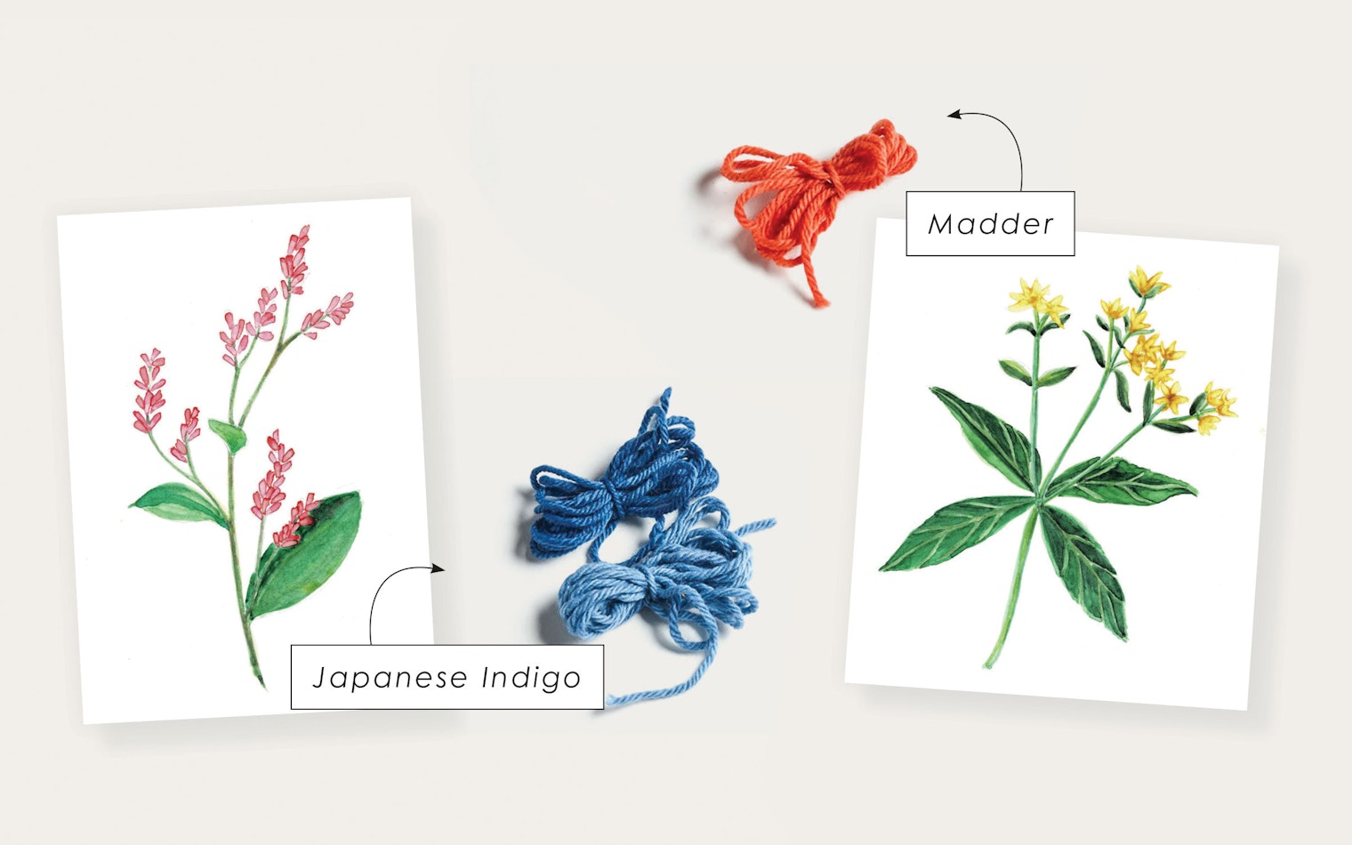 Illustrations of Japanese indigo and madder plants and dyed yarn samples.