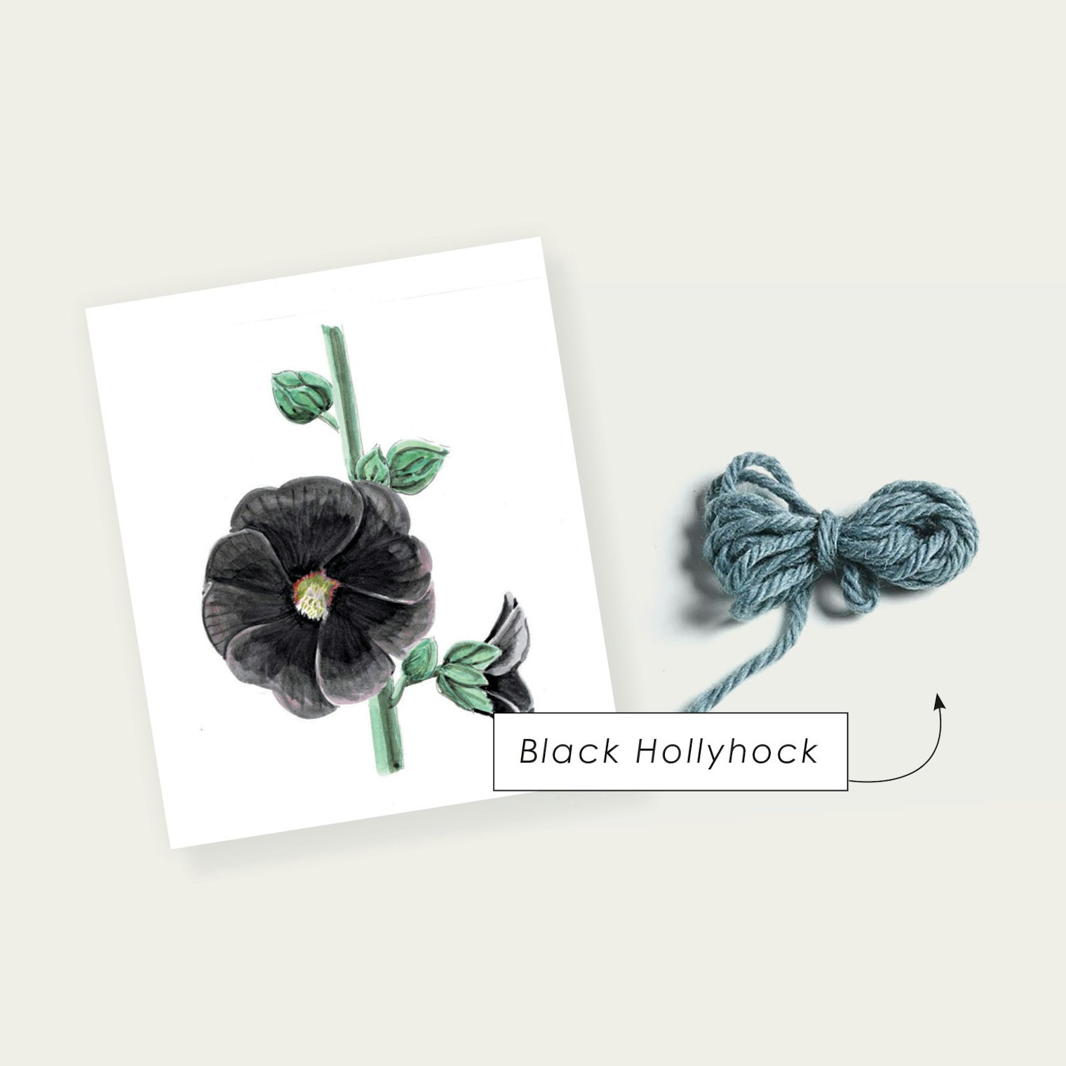 Black Hollyhock