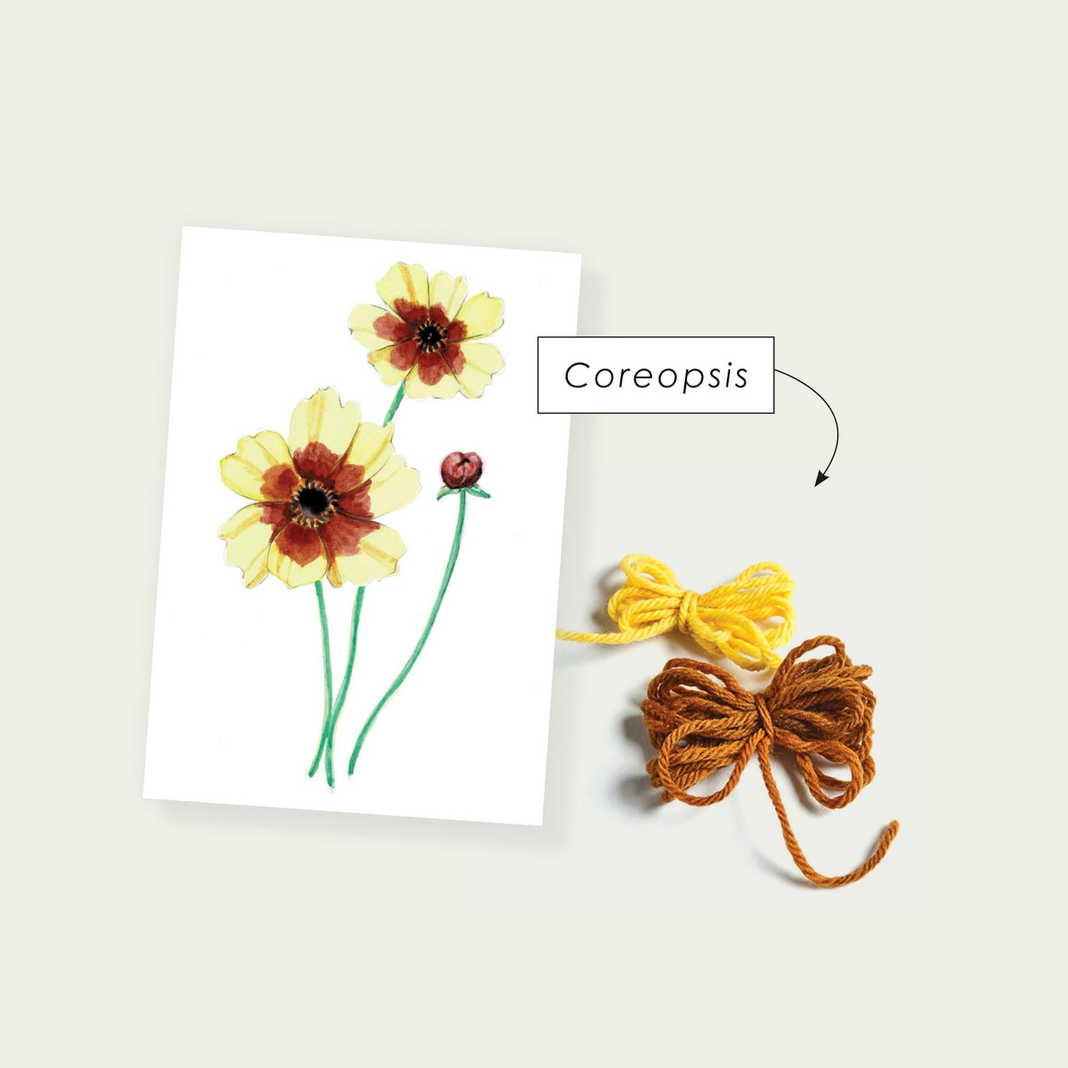 Coreopsis