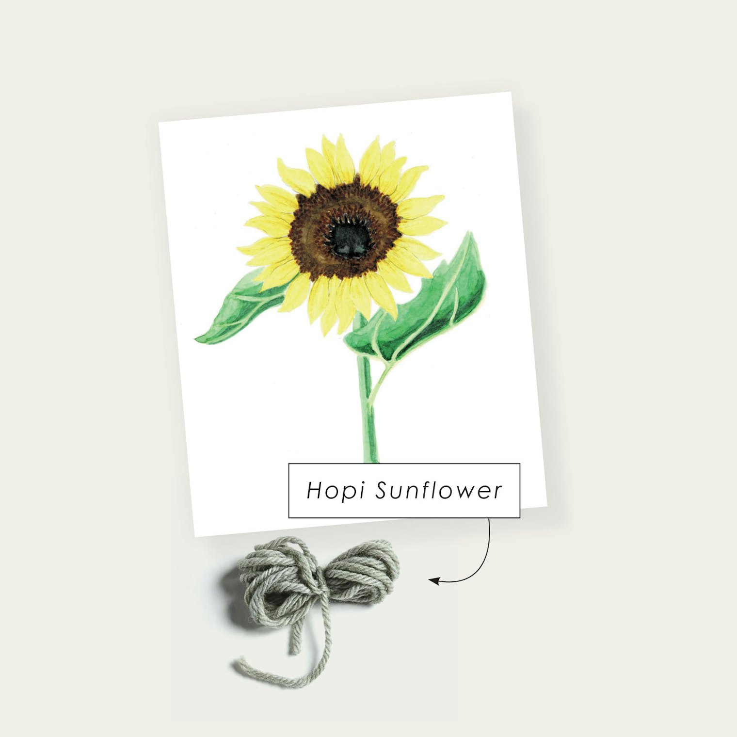 Hopi Sunflower