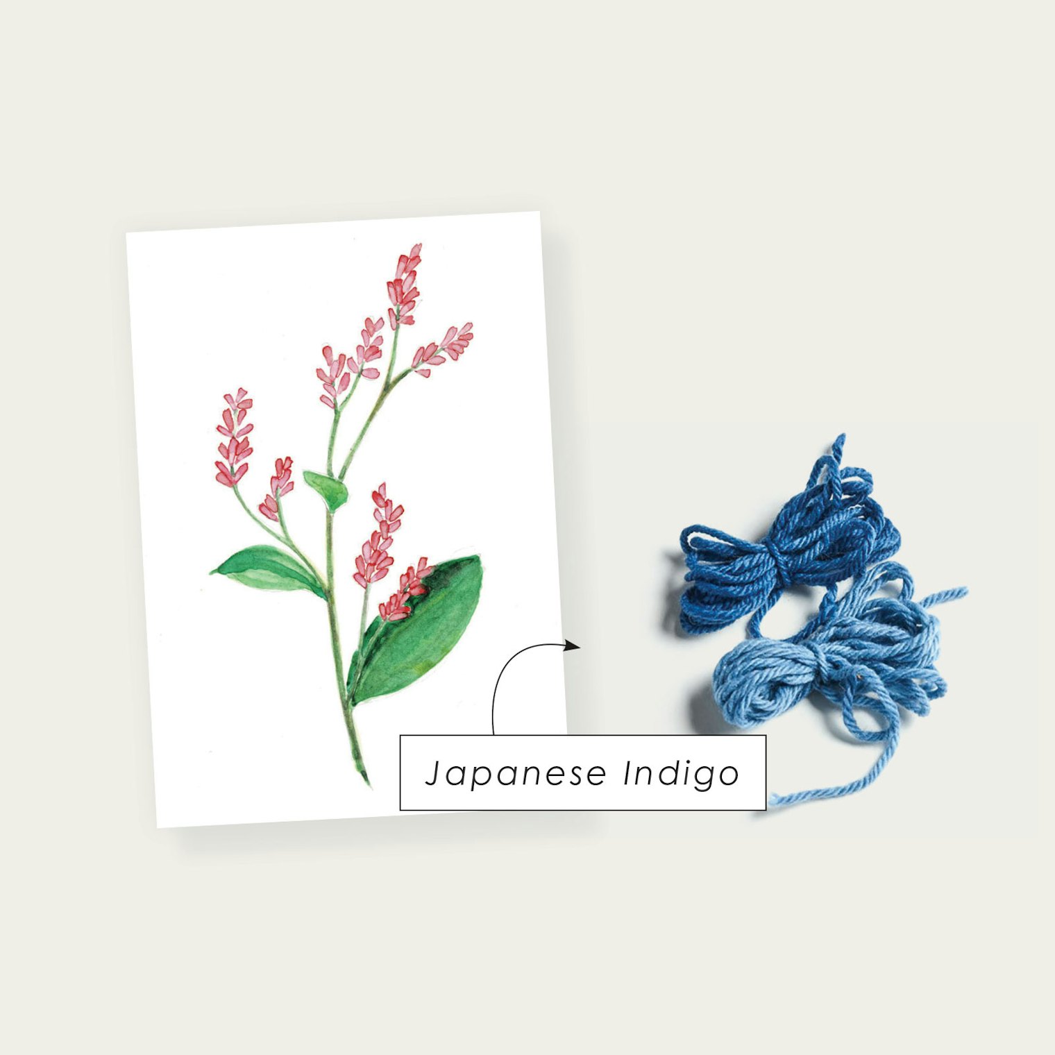 Japanese Indigo