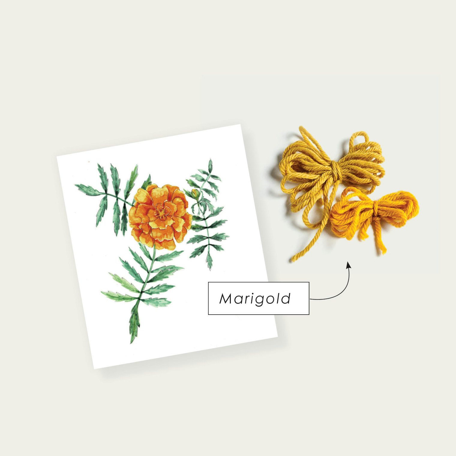 Marigold