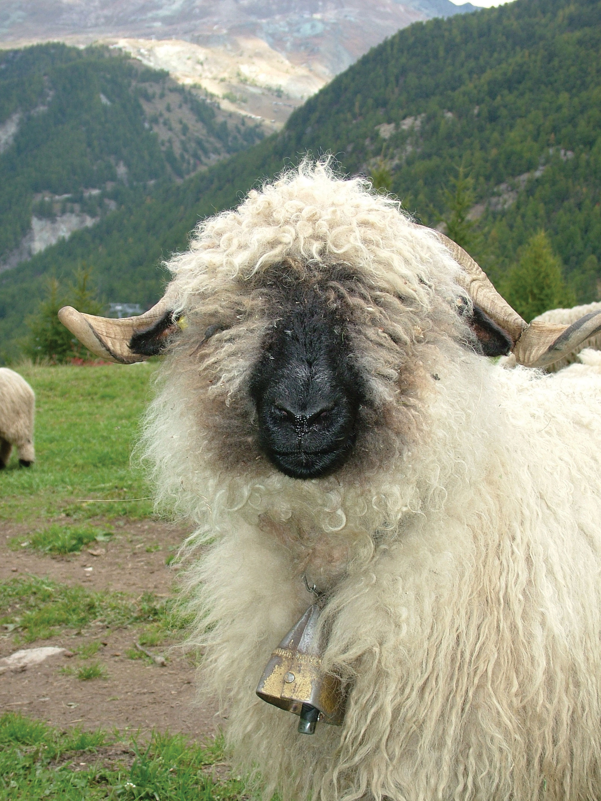 Time Traveling with Swiss Valais Blacknose Sheep Image
