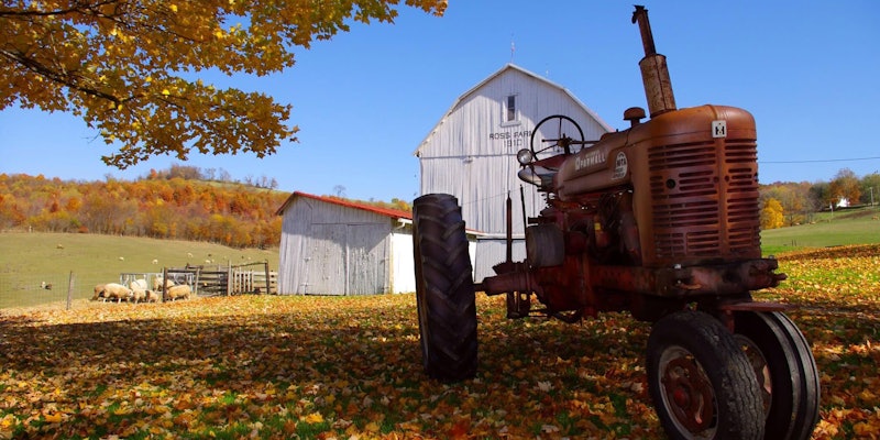 Red Farmall tractor in front of old white barn, with flocks of sheep grazing on the hillside behind.