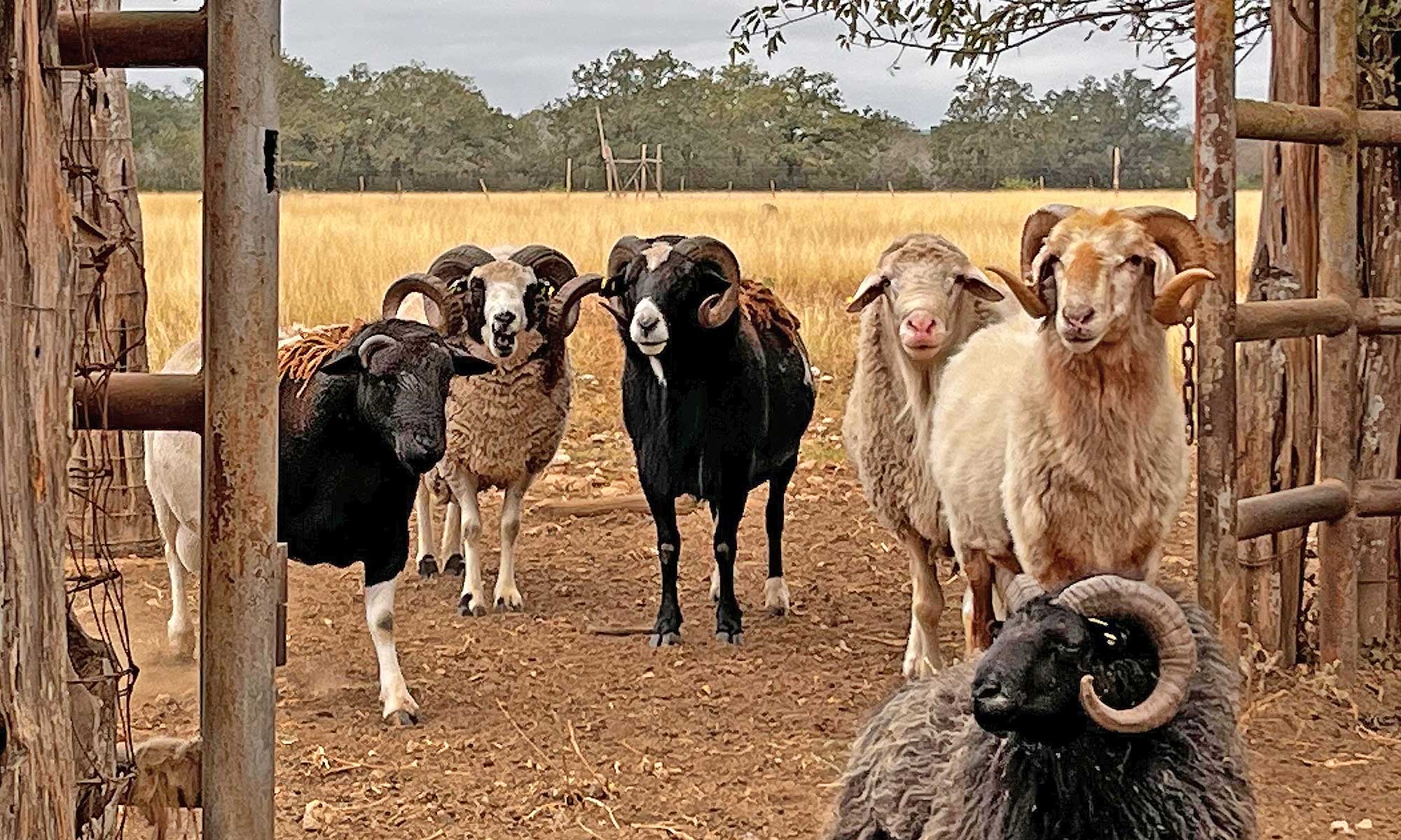 A Global Flock in Texas: Meet 25 Breeds at The Sheepwalk Ranch | Farm ...