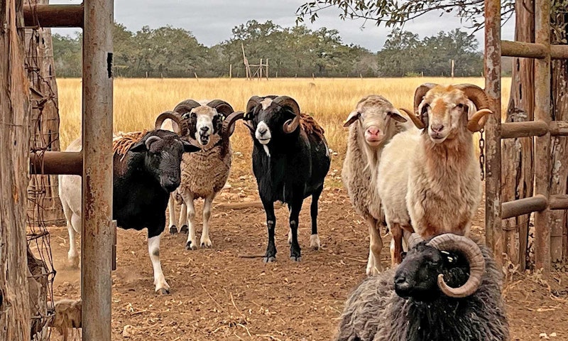 group of brown and black sheep on a farm