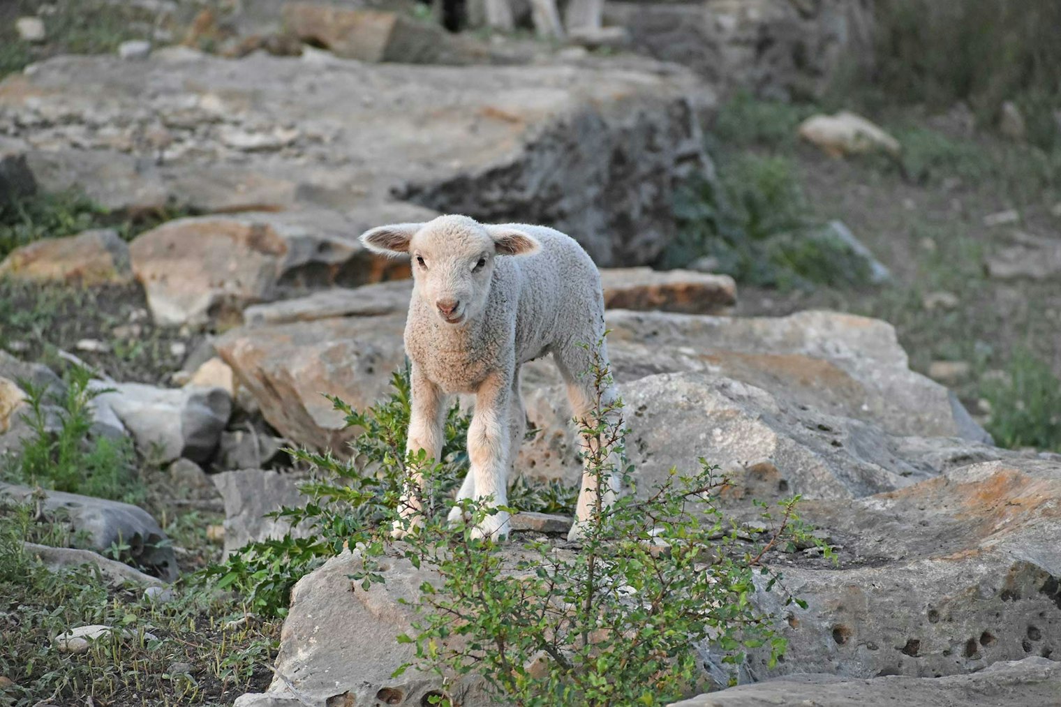 According to Jennifer, “Our cross breeds are just as important as our pure breeds. Ivy is a cross between a Cormo and Leicester Longwool. The Cormo was originally a cross between a Corriedale and Merino.”