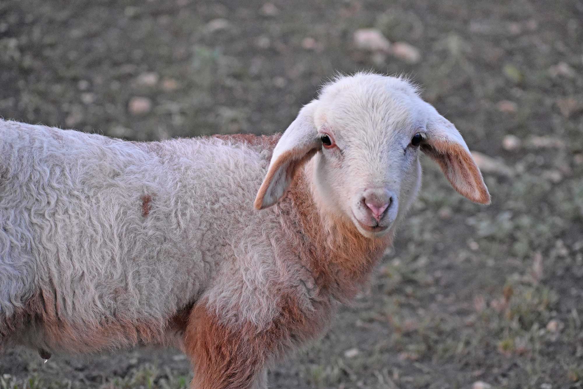 A Global Flock in Texas: Meet 25 Breeds at The Sheepwalk Ranch