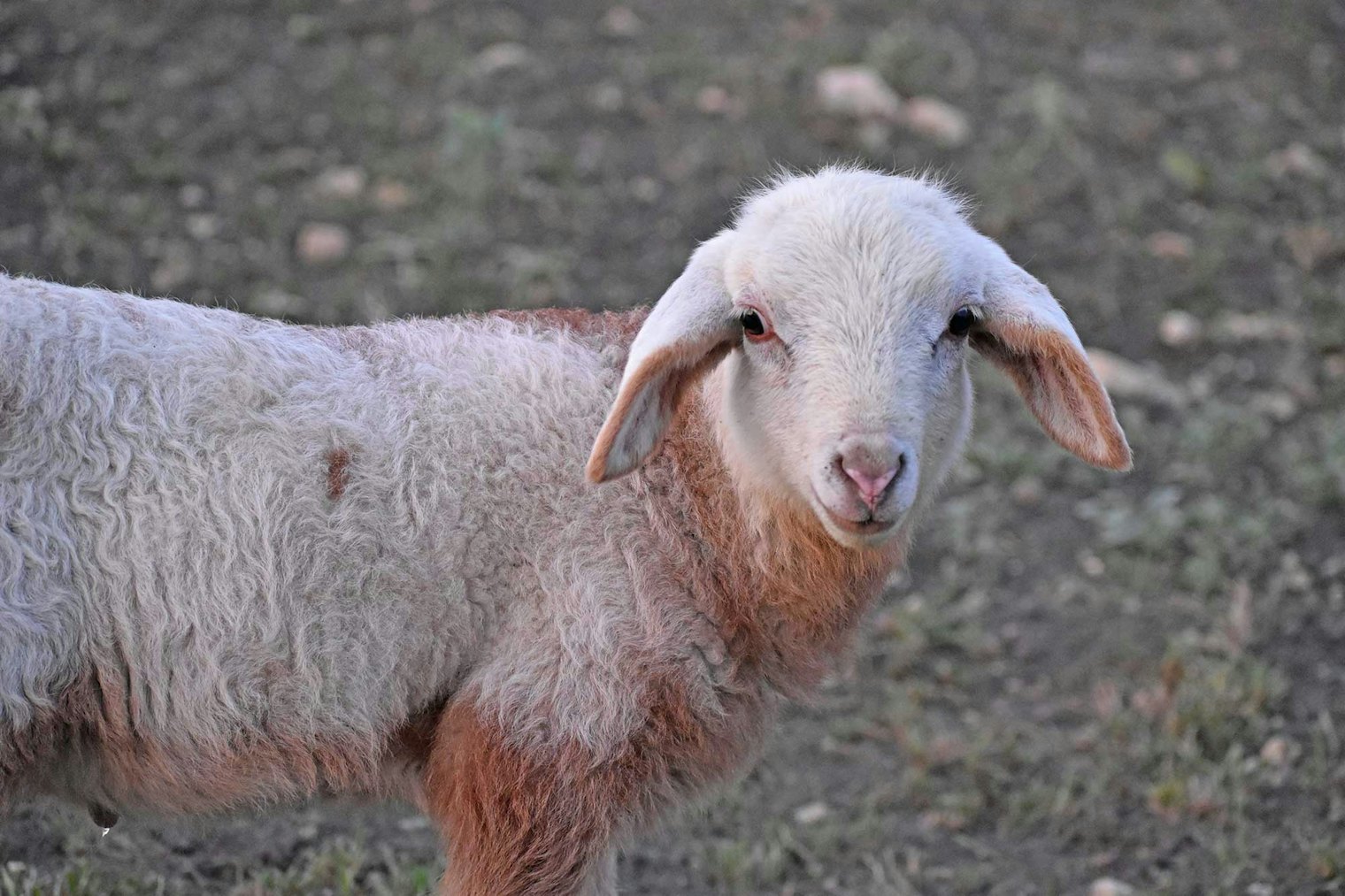 Jennifer says “We have several rug-wool breeds whose fleeces create rope-like yarns when spun, which can be used to create beautiful, long-lasting textiles.”