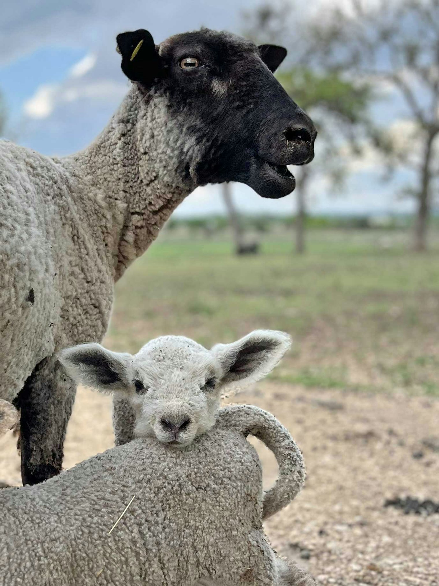 This photo was taken on a post shearing check-up and roll-call walk. Lambs are so unpredictable, but Jennifer found this little guy still being cute. His mama is a Suffolk/Leicester and dad a Leicester Longwool.