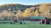 Black Welsh Mountain Sheep in the Hudson Valley Image