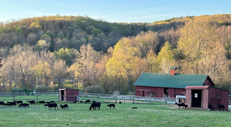 farm with tree-covered hillside and grazing black sheep