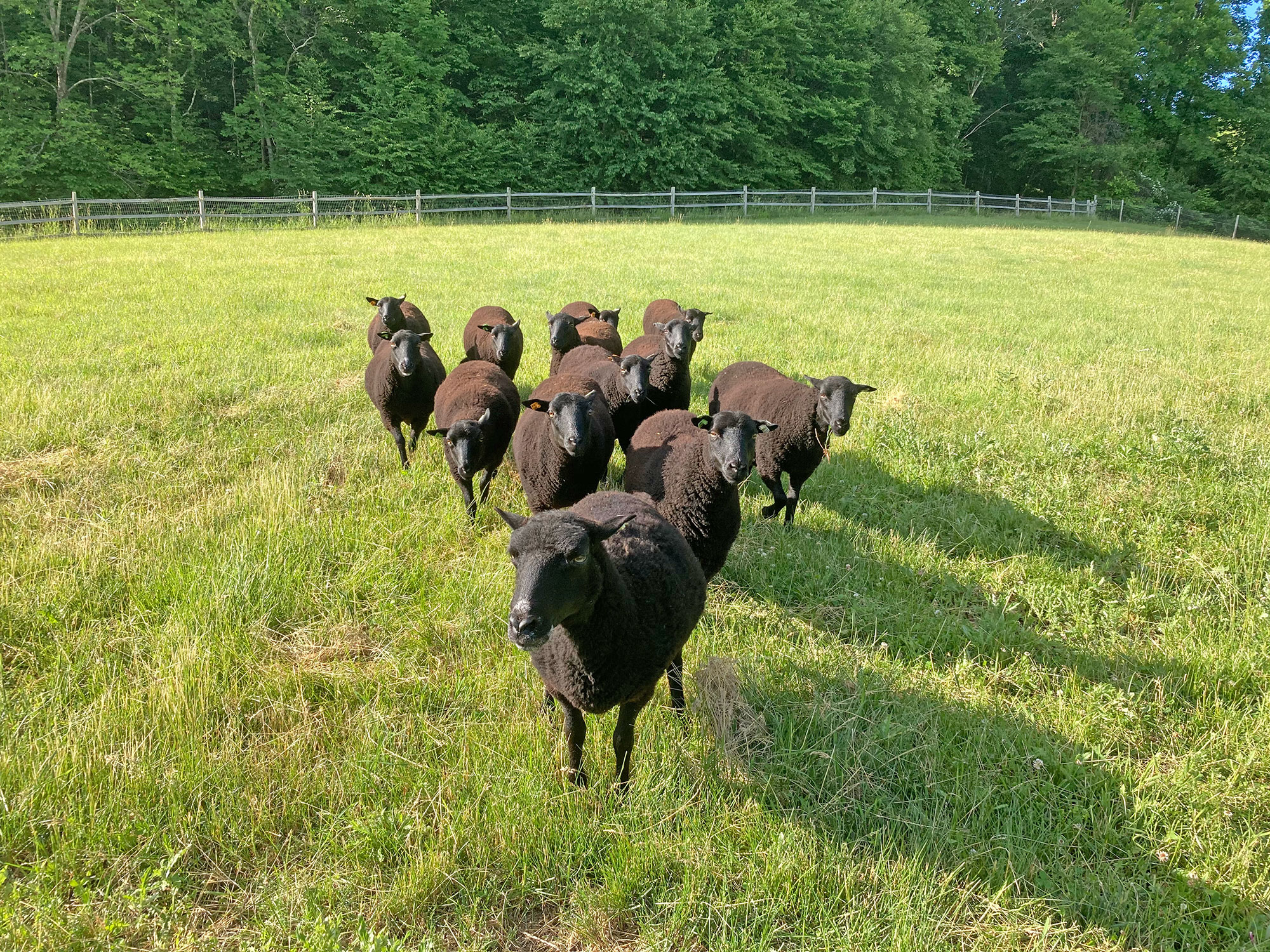 sheep Standing Sheep Figure – A2Z Science & Toys