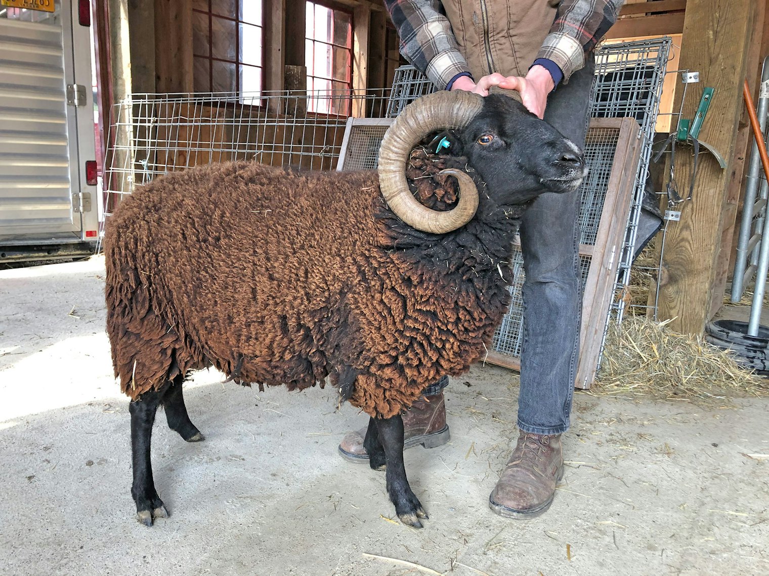 A four-year-old ram from the flock.