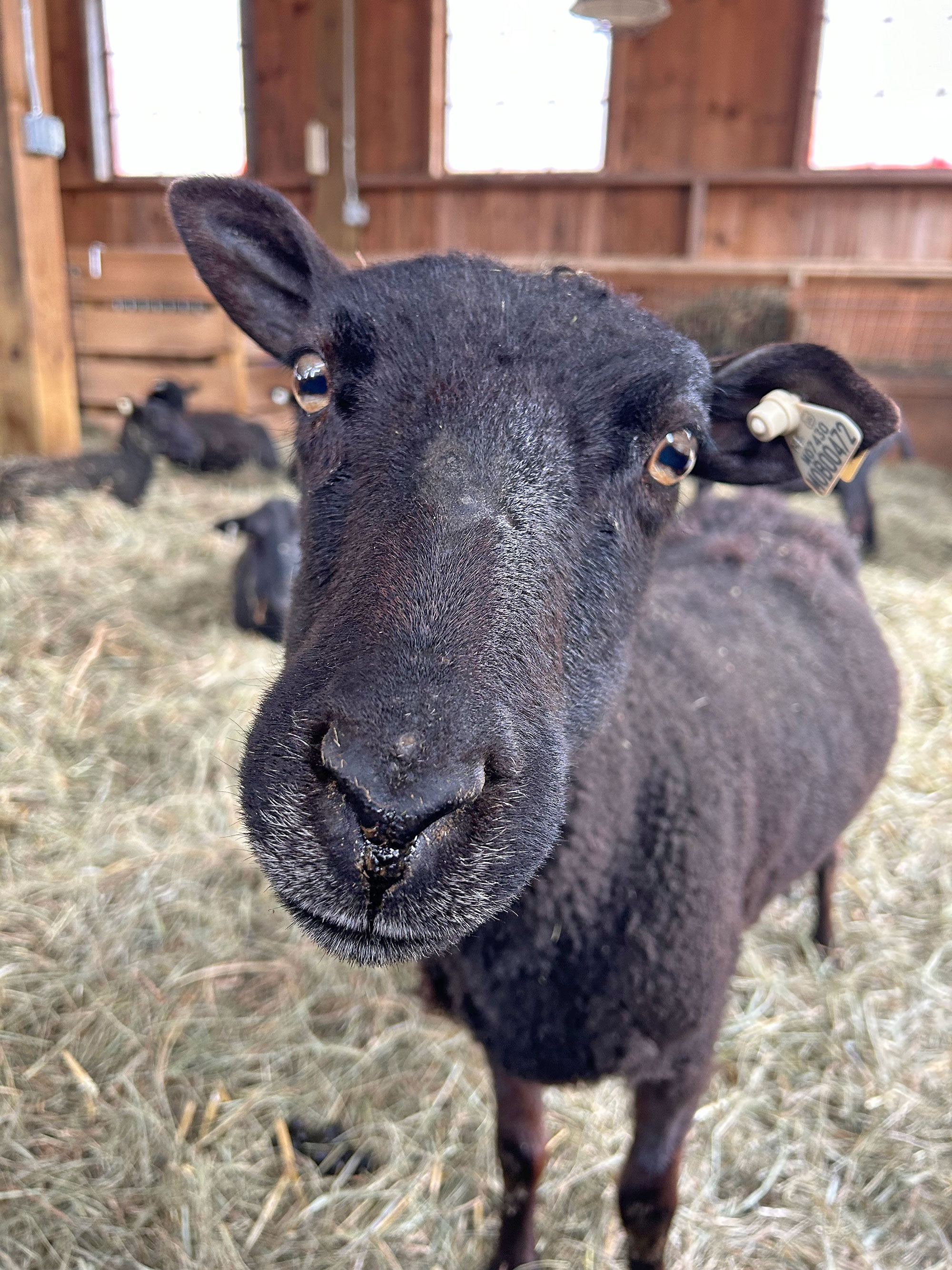 Black Welsh Mountain Sheep in the Hudson Valley | Farm & Fiber Knits