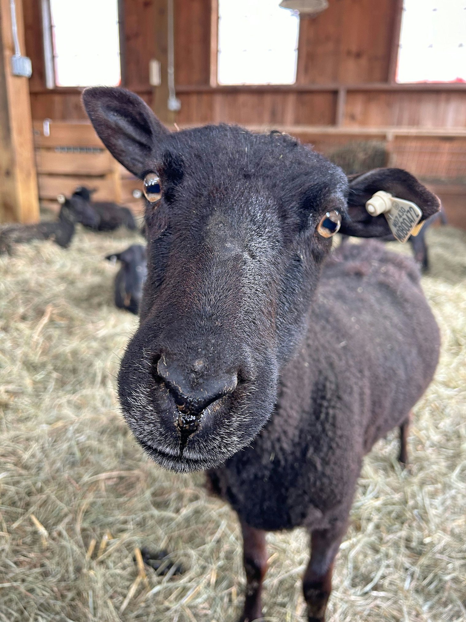 Coral, a grandma ewe in the flock.