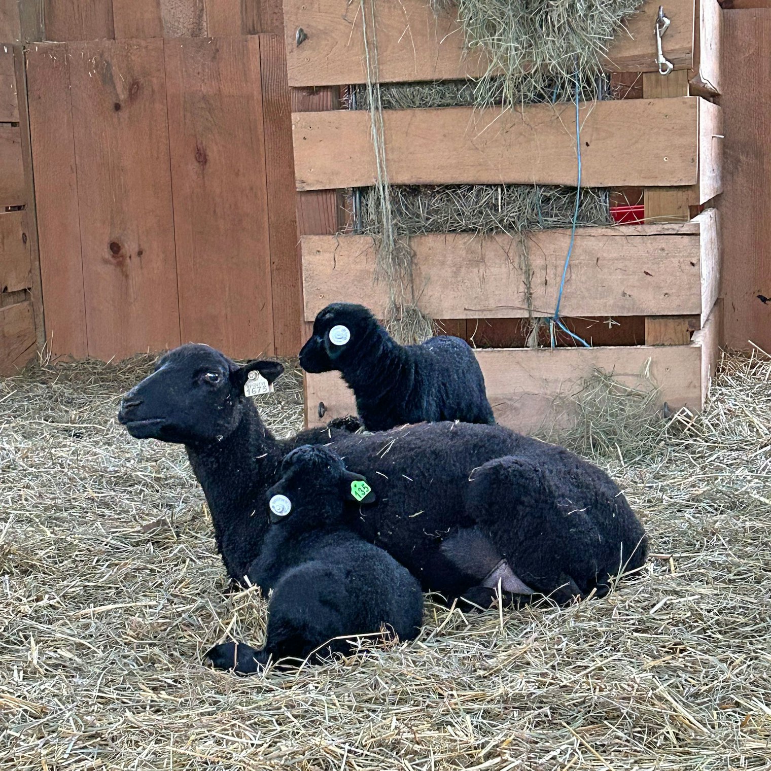 A mother ewe with her twin lambs.